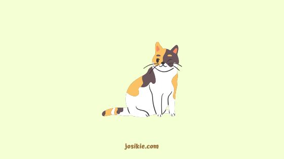 Kinar Si Kucing Malang