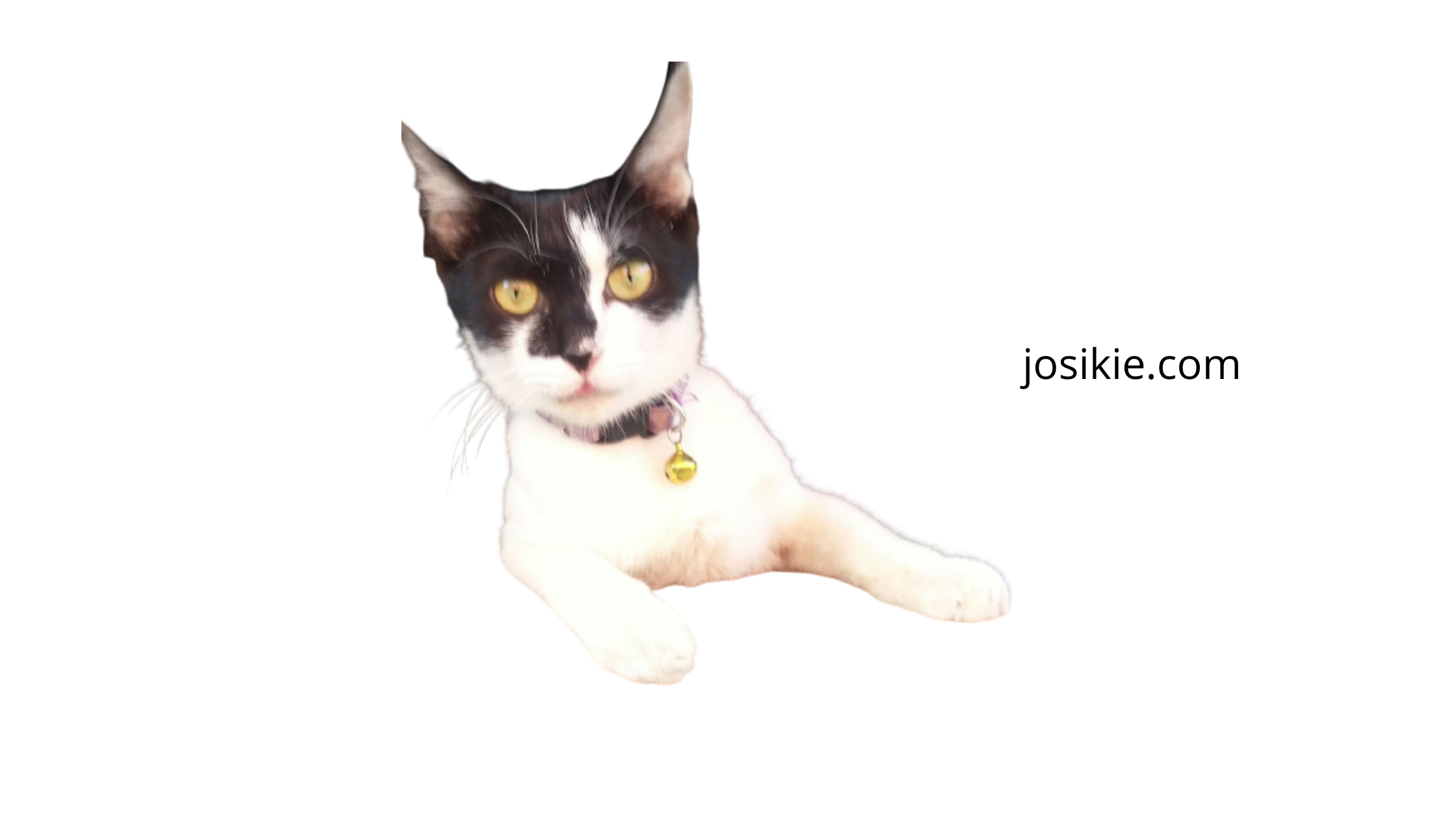 Yang Harus Disiapkan Sebelum Adopsi Kucing